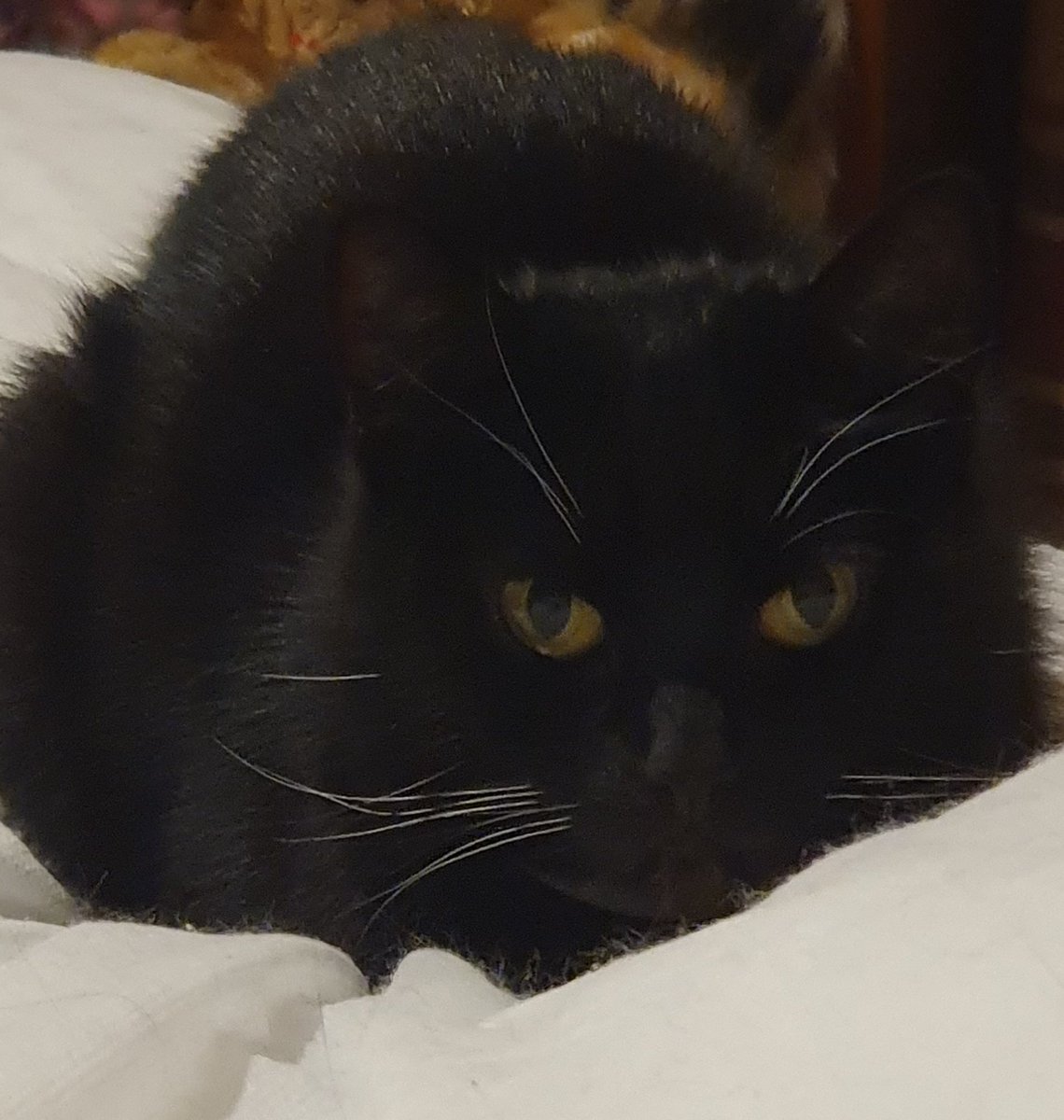 MissMusical101's tweet image. The look I get because Thor is under the duvet and Scarlet also wants under the duvet but only if Thor isn't under it...