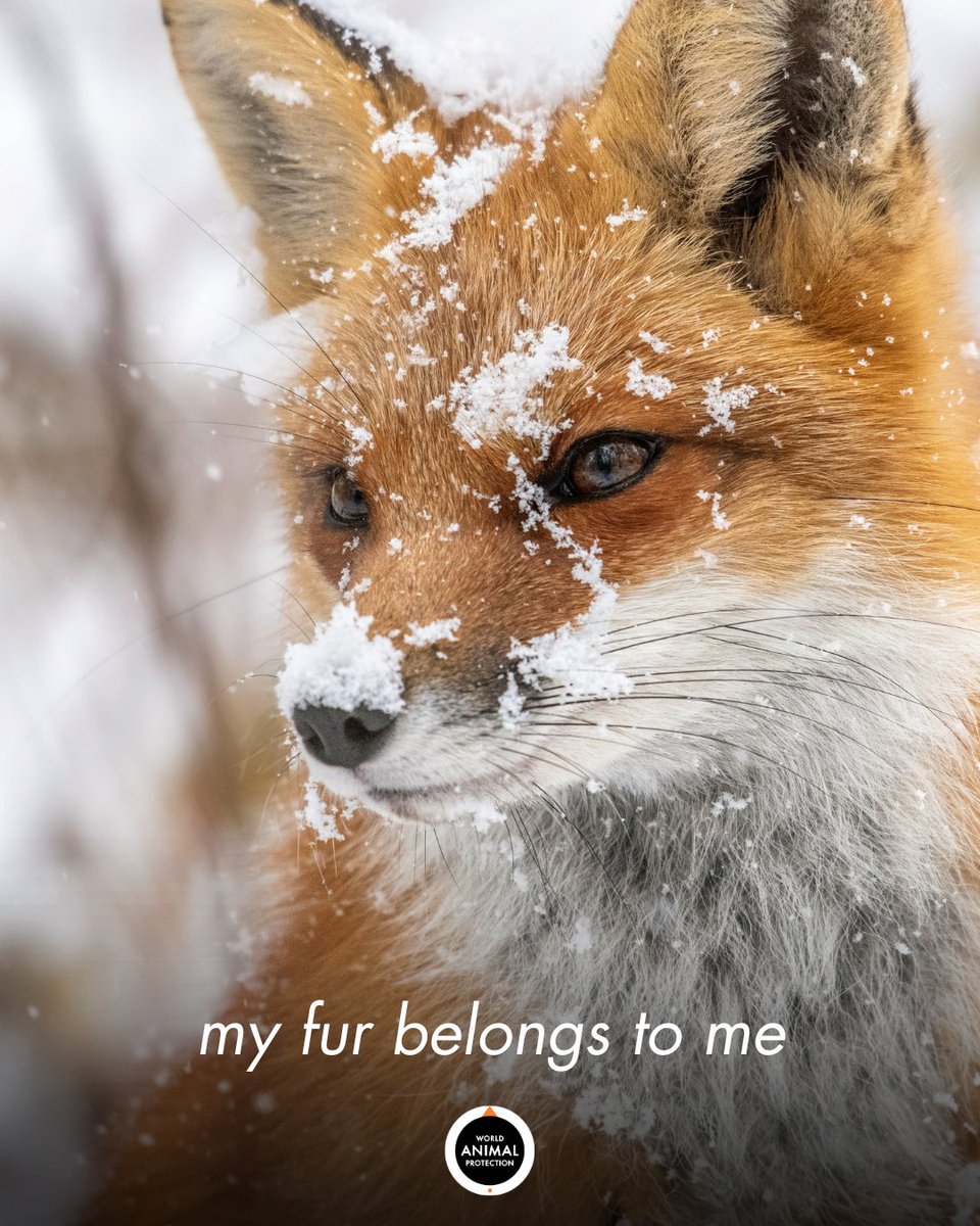 MoveTheWorldUS's tweet image. Leave animals out of your wardrobe.