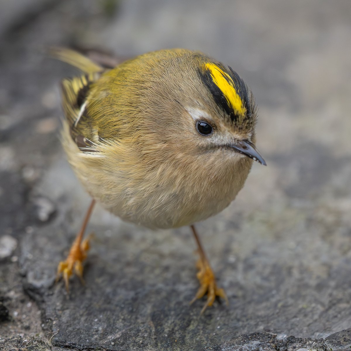 Goldcrest yesterday #isleofman 🇮🇲 Probably the roundest bird I've ever photographed! 😂