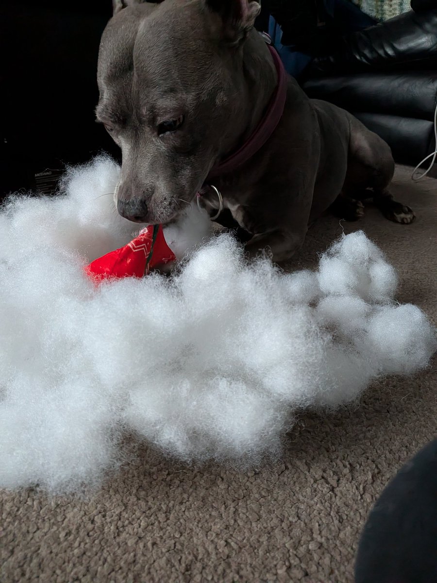 Dogs enjoying her Christmas present!!