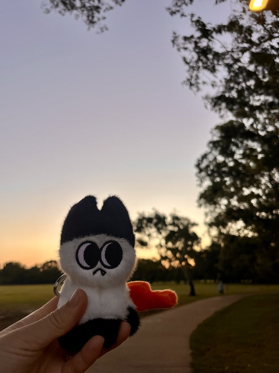 goma_misty's tweet photo. Moodi in the orange glow of sunset🧡

#moodi #moodz_in_aus #woodz https://t.co/jgTUXW1xcr