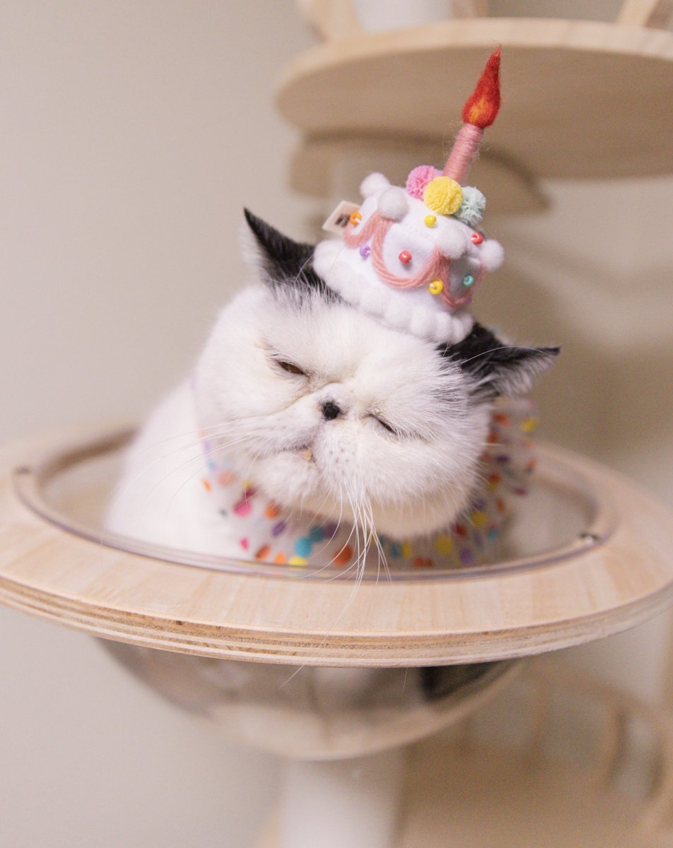 ペコ‼️他の方はご購入出来ません‼️ ペコ‼️他の方はご購入出来ません‼️ ペコ様専用‼️他の方はご購入出来