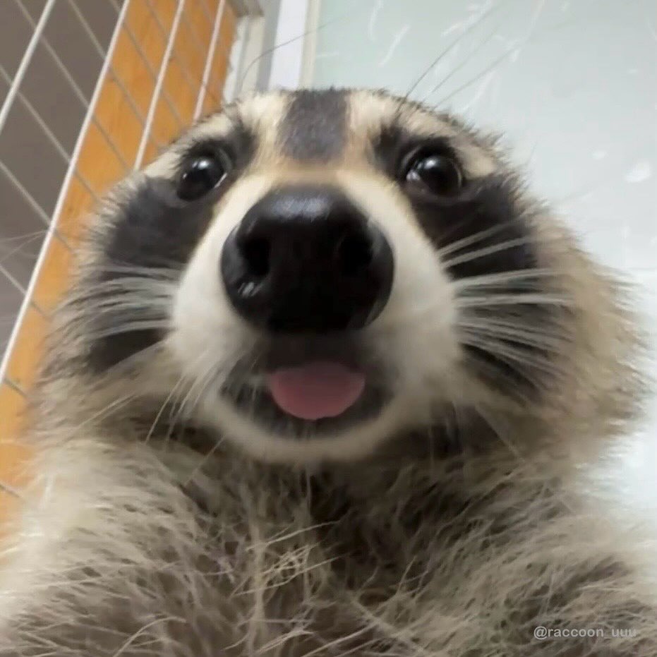 GiftiPlus tweet media