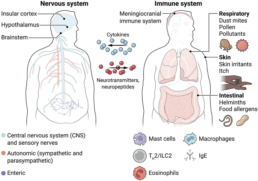 In a <a href="/SciImmunology/">Science Immunology</a> Review from earlier this year, researchers discuss how interactions between the nervous and immune systems could impact neurological disorders and allergy-related behaviors like food avoidance. 

Learn more: scim.ag/44GIuZK