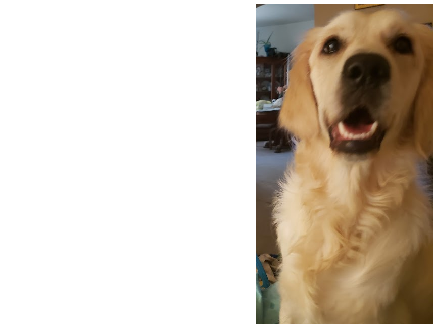 Kennyhorse's tweet photo. Happy 6th Birthday to my sister Lexi 🎂🐶
You came to be with me before Lily died, and somehow you helped our hearts prepare and heal. So grateful for you today and always.  Happy Birthday Sis, Jack
#SisterLove #BirthdayGirl #6YearsOld #GoldenRetrieve https://t.co/y1O9zKQ3Ft