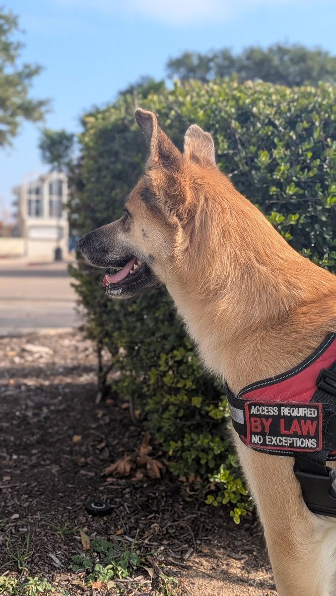 Early morning stroll kinda gal. Gotta love a Chief barketing officer lol.