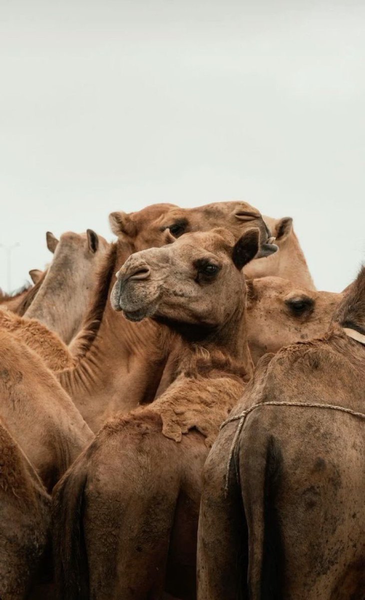 MOADE23's tweet photo. @rayanbinhezam @F_BinHithleen تم 

أُقيم مهرجان الملك عبدالعزيز للإبل 🐪
لأول مرة عام 2017م (ويوافق 1438هـ).

.
.

#مخيم_سنام #دخون_الاماراتية 

"يا مُسخِّر الأقدار،🤲🏼
سخِّر لي من الأقدار ما تُسرُّ بهِ نفسي." https://t.co/wCBg1YigQX