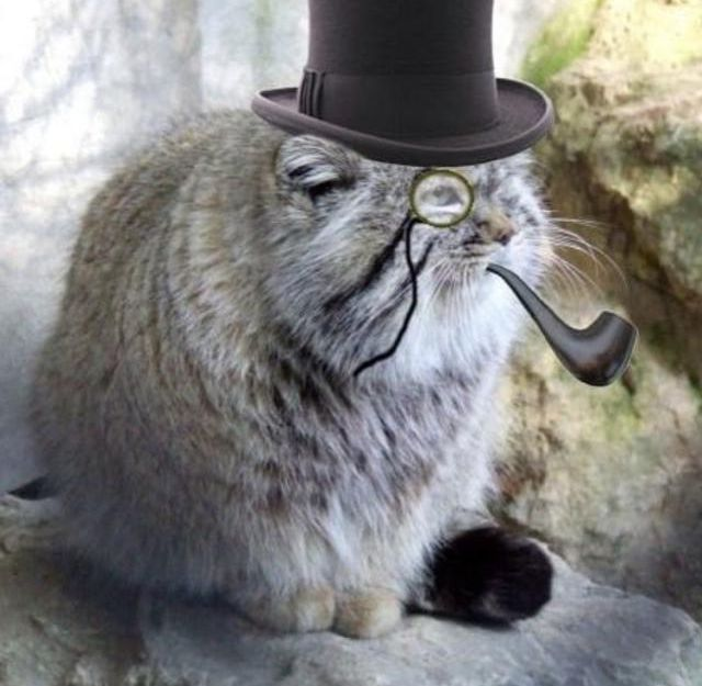 DailyMantle3's tweet image. "The manul gem mines have increased with 12% efficiency, amazing work"
"im tired mister manul"
"......."
"please......"