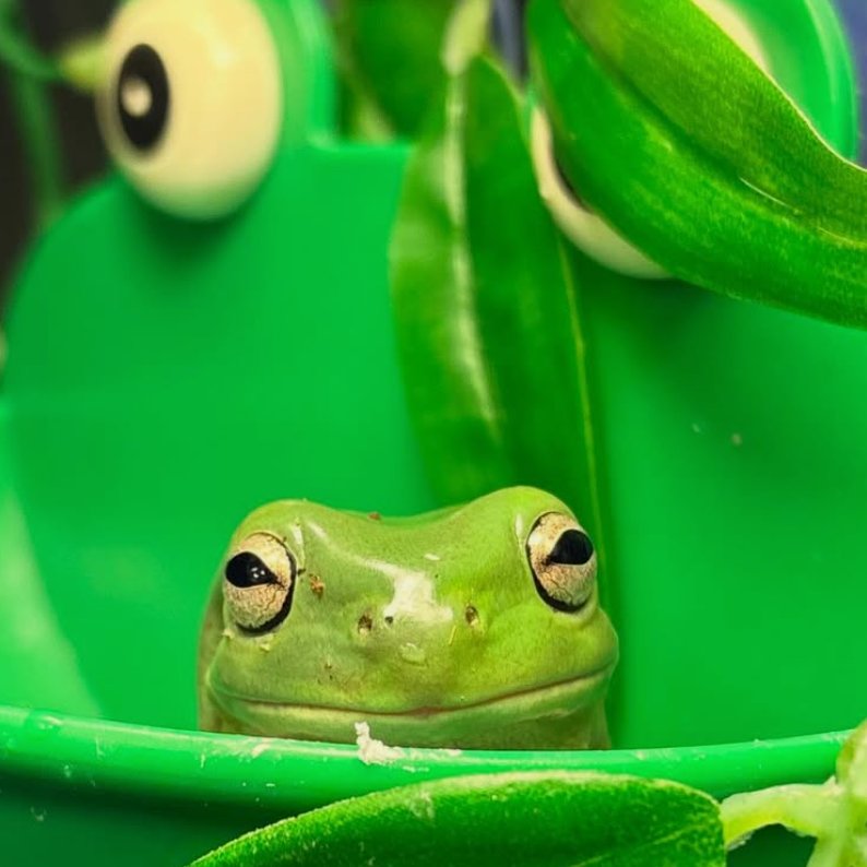 Frog of the Day 🐸 tweet media