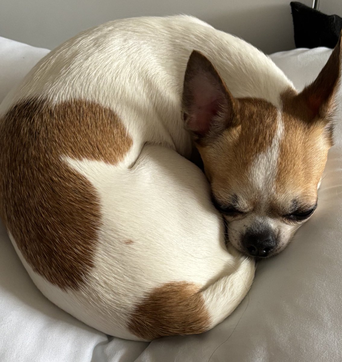 한정판 꼬순내
Matcha보다 고소해
I’m too shy for all these
데이트 내내 젤리발