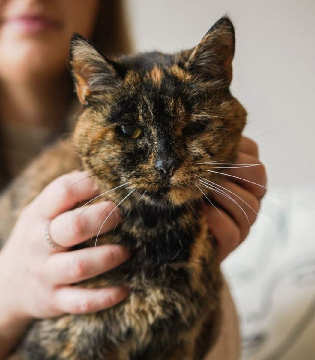 Dexerto's tweet image. Flossie, the world's oldest living cat, turned 30 today

Despite her age, she wakes up early for breakfast, then spends the day napping and playing