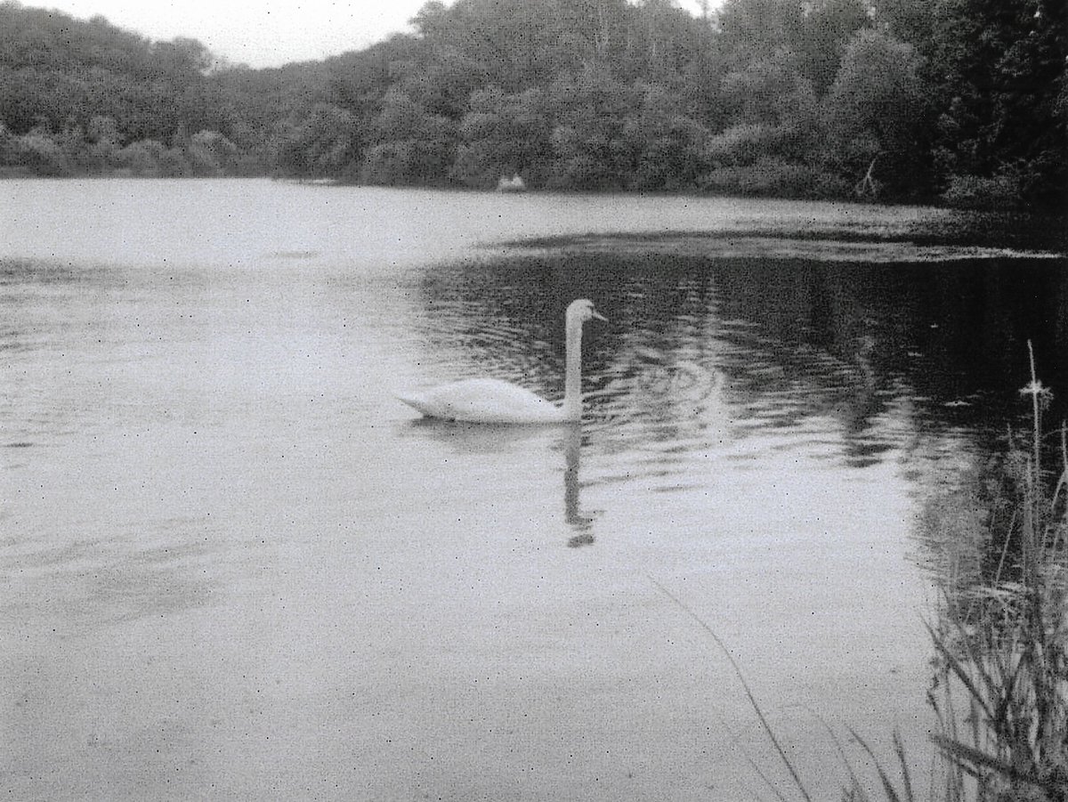 krempelkiste's tweet photo. Foto vom See. Aufgenommen mit meiner Pentax 110 Auto. 

#filmisnotdead #shootmorefilm #Photography  #Fotografie #Analog #110 #Pocket #BW #SW #Pentax #Lomography #flanders #Krempelkiste #Krempelkiste2021 #BW #SW #Analogue #Orca #Schwäne #See #Lake #Stayanalogue #Vögel #Birds https://t.co/ZYFsESJloY