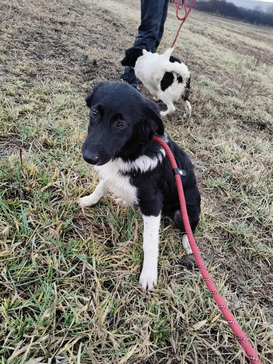 rescuedoggypaws's tweet image. Penny is a medium mix breed pup who is in kennels in #Worcestershire She can live on her own or with other dogs, she will need a medium sized garden. Children over 10 years old. Not cat tested amiciidogrescue.org.uk/adopt-a-dog 
#Oxford #Staffordshire #Leicestershire #BirminghamUK #Pershore
