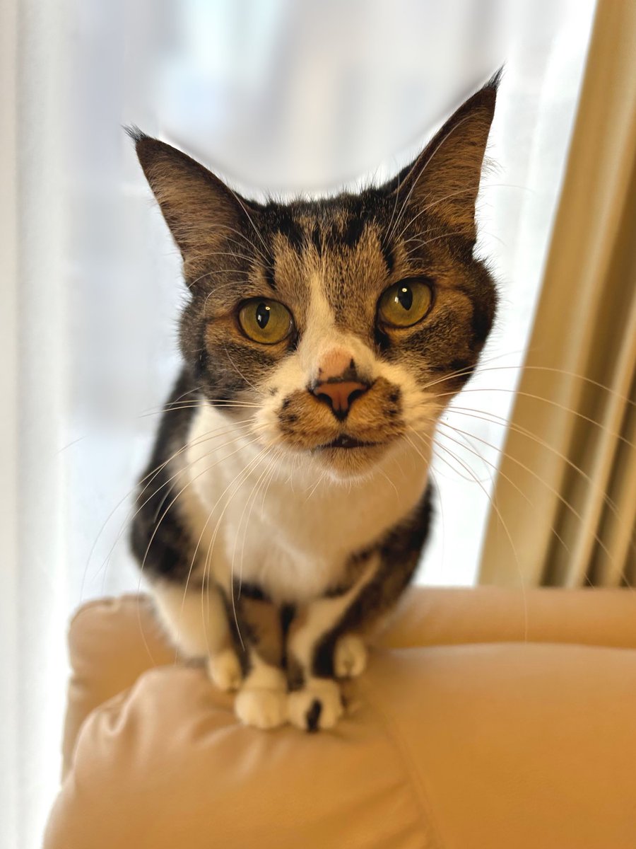 3日間だけ帰省しておりました！
写真は実家の猫さま🐾おいしいものいっぱい食べさせていただいたので、元気に年越ししたいです。するぞ！