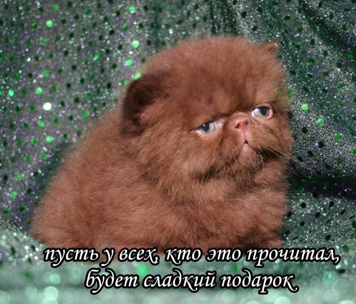 cats, i love cats (@catsilcats) on Twitter photo 