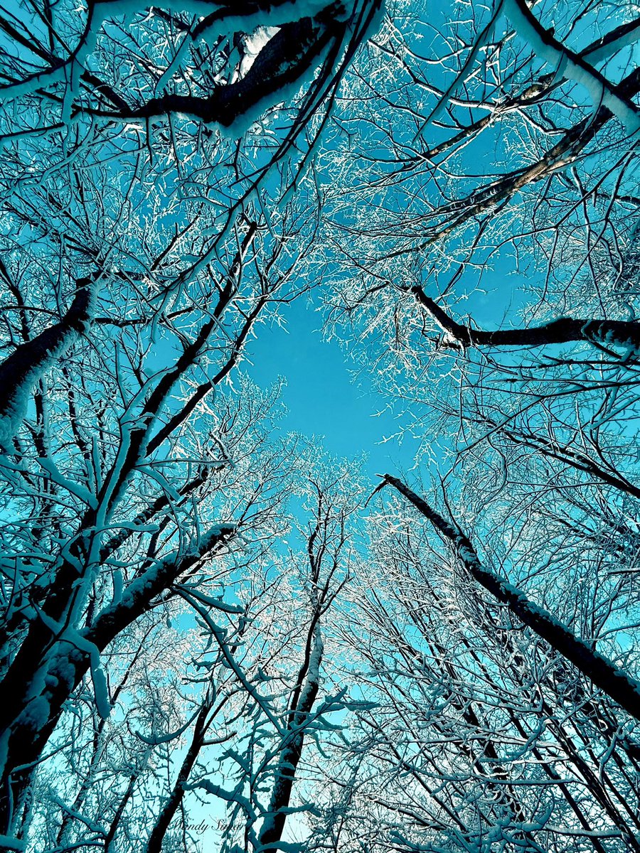 Mandy Simard tweet media