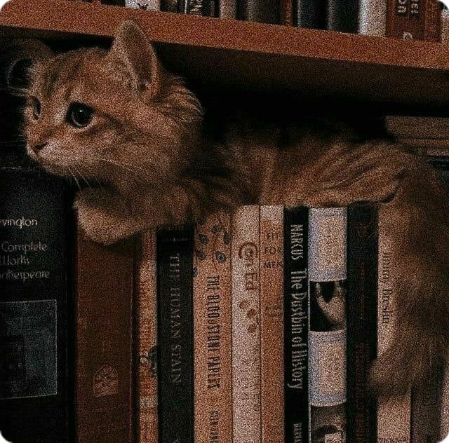 anykita 📖⚔️ 🏁 tweet media