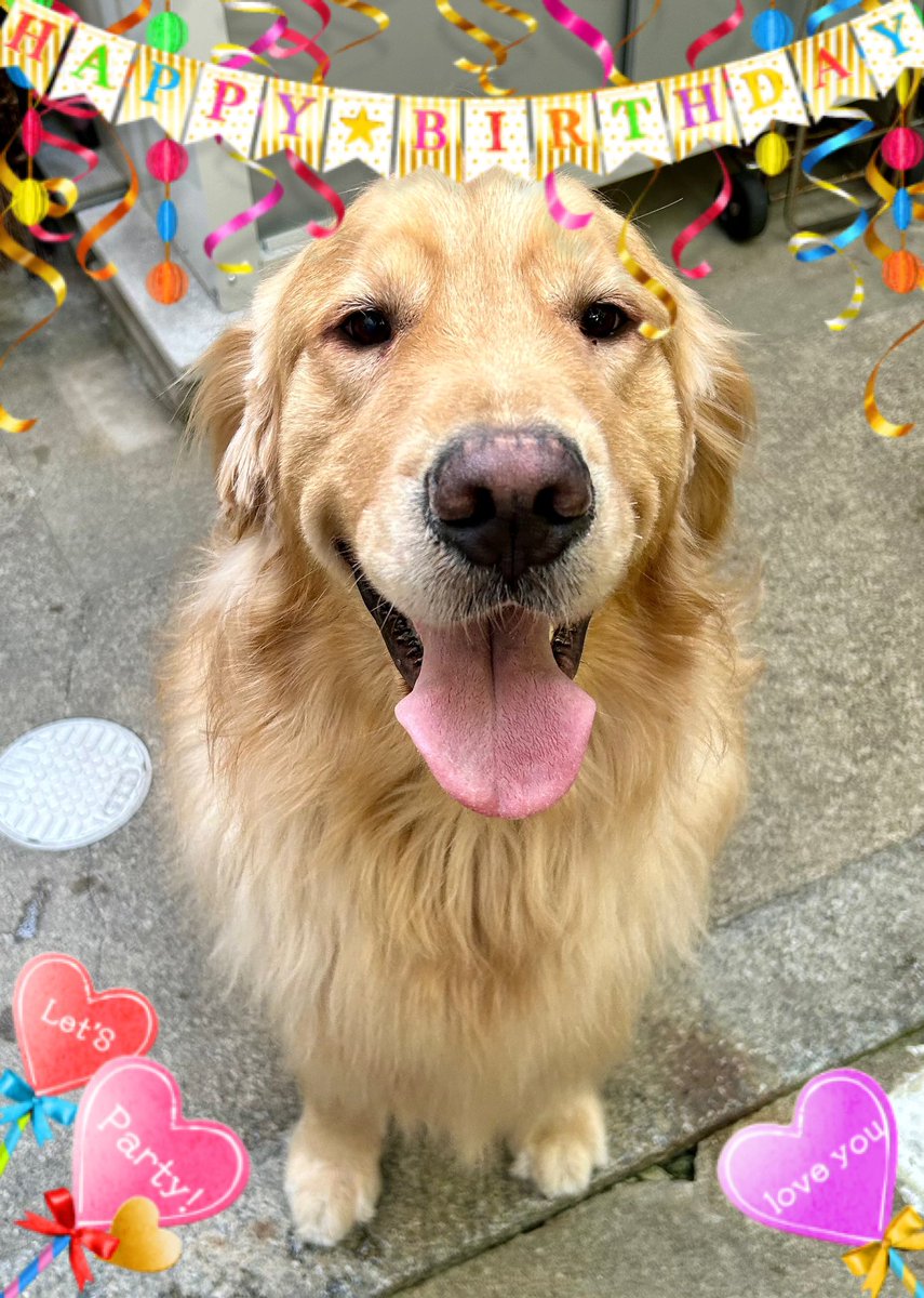 ArapChan's tweet photo. あお
28日で3歳になりました✨
病院にて健康診断異常無し
体重46.5kg
心もカラダもおっきく穏やかに育ってくれました☺️

#ゴールデンレトリバー 
#犬のいる暮らし
#ゴールデンのいる暮らし https://t.co/F5UT1oC17q