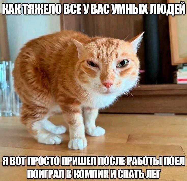 cats, i love cats (@catsilcats) on Twitter photo 