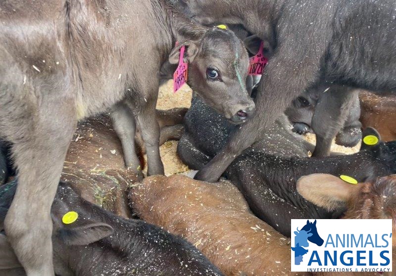 Animals Angels tweet media