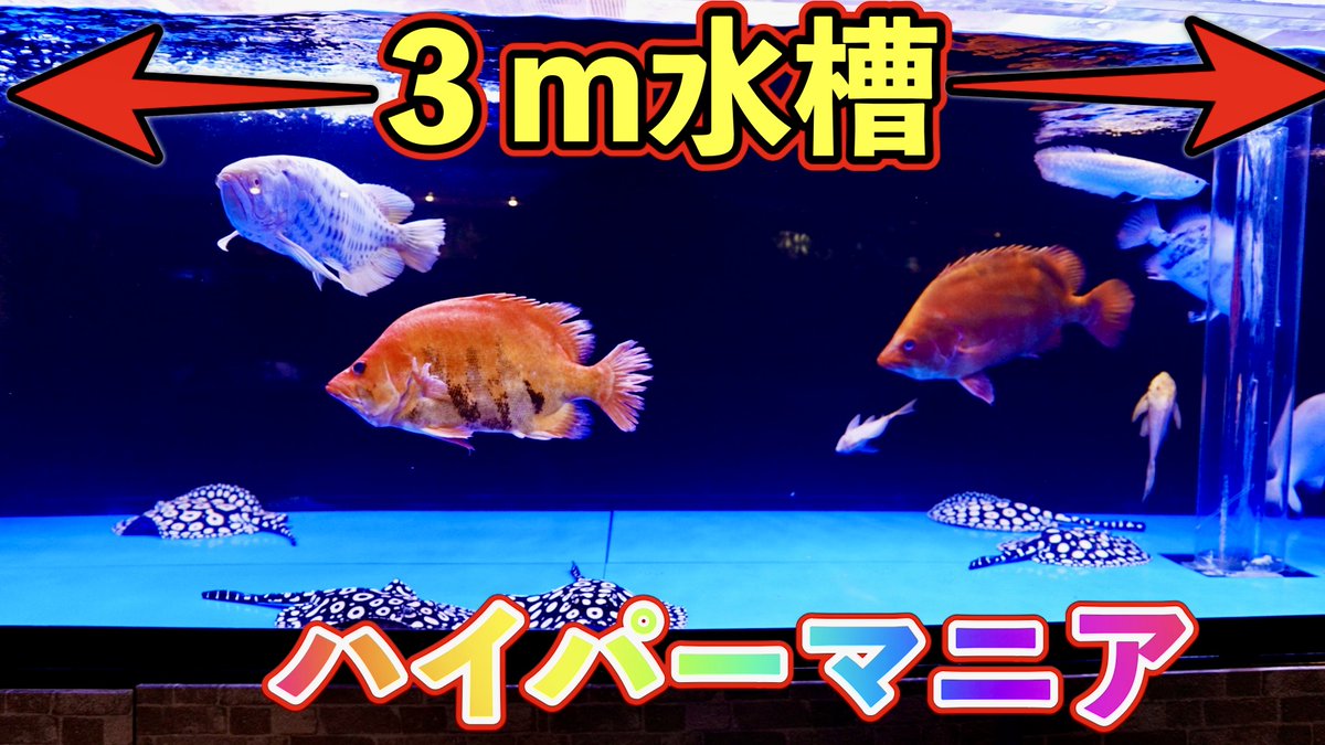 ダトニオ[引き取り限定]