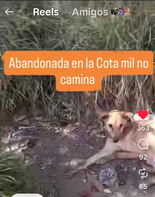 Reportan está perrita abandonada en la Cota Mil, dicen no puede caminar
Ayuda Urgente. Solo dejaron un número de contacto 04245525940 Caso de terceros....