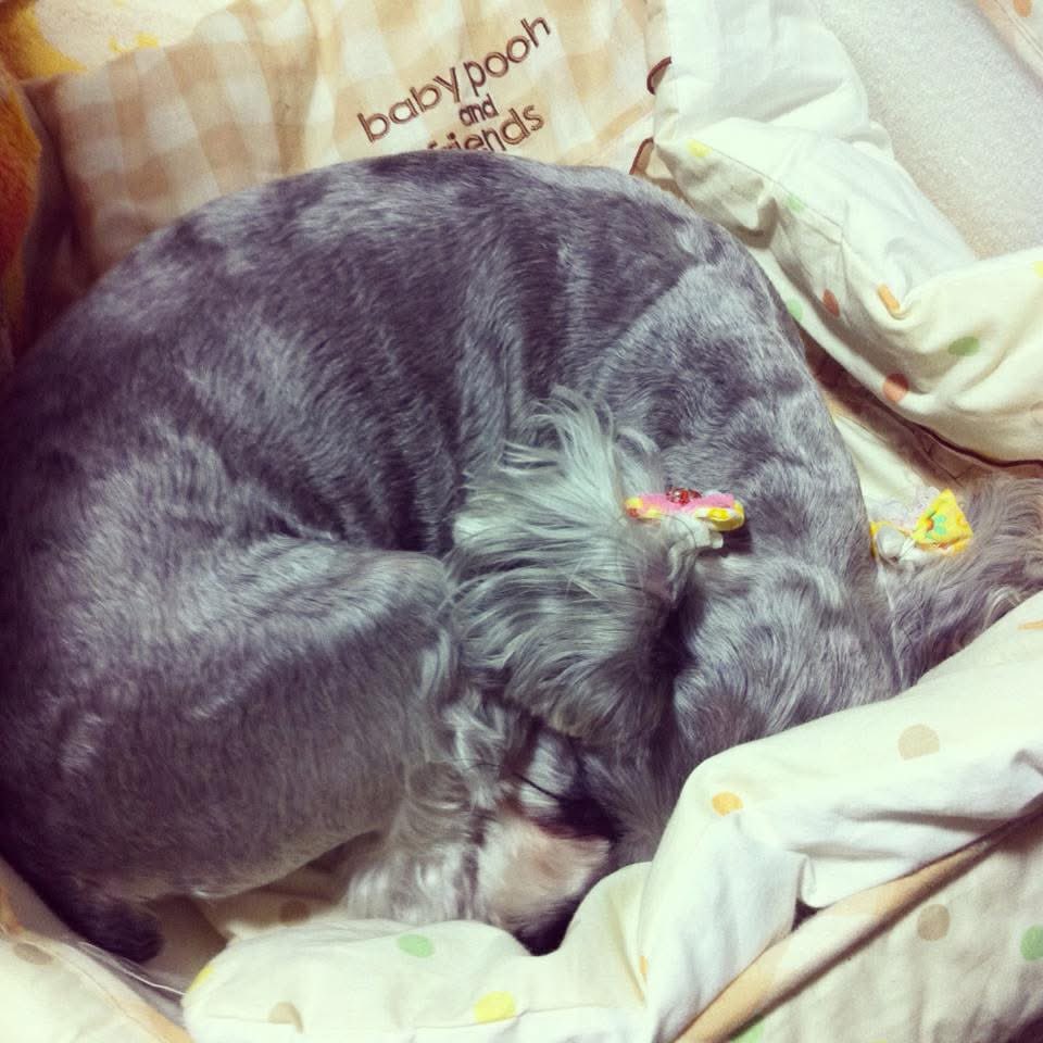 13年前ですって。うーさんに初めてベッドを購入。何故なら甥っ子のベビーベッドに勝手に入っていつも寝てしまったから。　甥っ子のお姉さんとしていつも側にいたうーさん、甥はもう中学生、うーさんに何かあれば学校休んでも来るから絶対連絡して、と言われてるよ。幸せだね♡