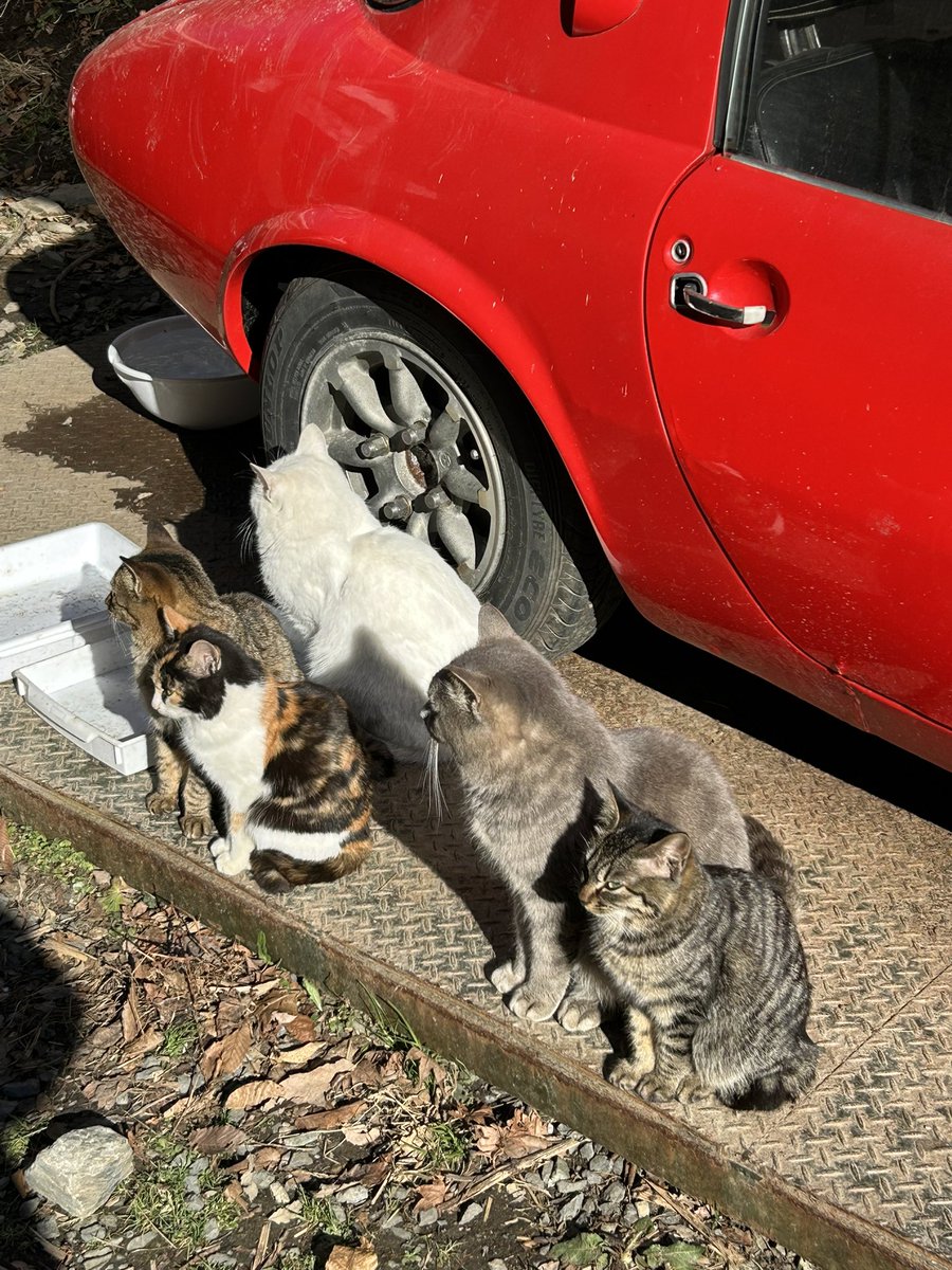 追分温泉へ。
猫いっぱいいたよ。