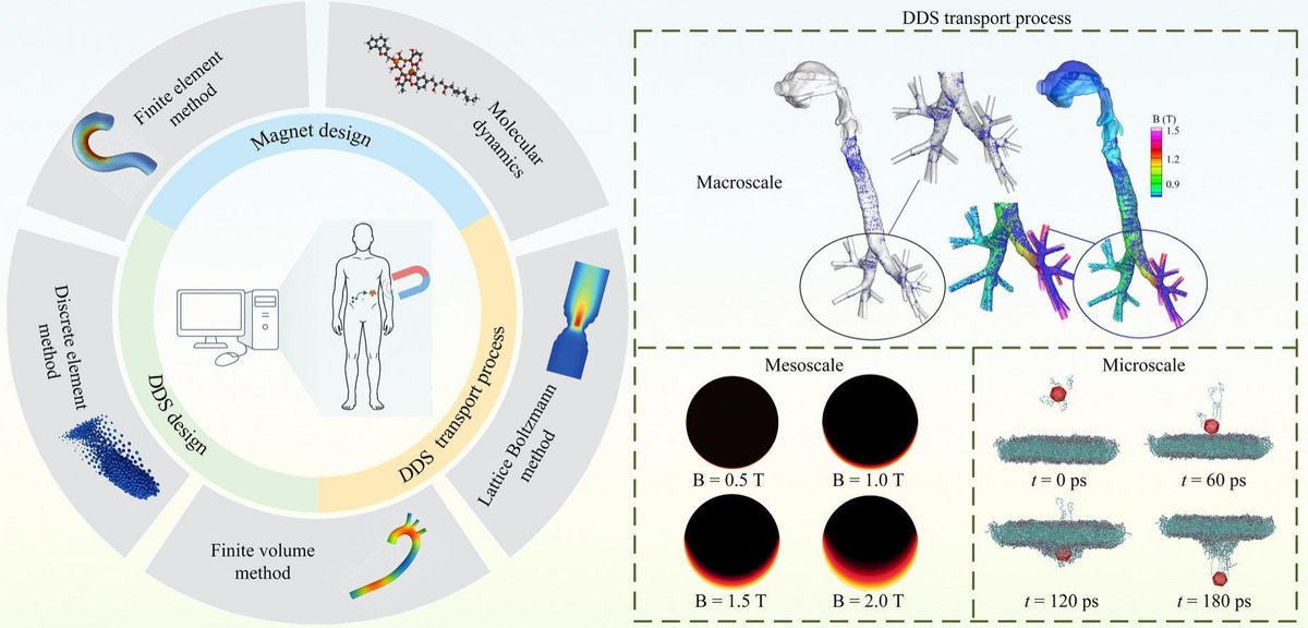ADDReditors's tweet photo. ADDR Open Access: Recent advances in numerical simulation of magnetically guided drug delivery systems and applications
By Mark Ainslie &amp; coworkers @KingsCollegeLon
#MagneticallyGuided #ArtificialIntelligence 
https://t.co/oxvnzEe3Ai https://t.co/LkEGkoUlMl