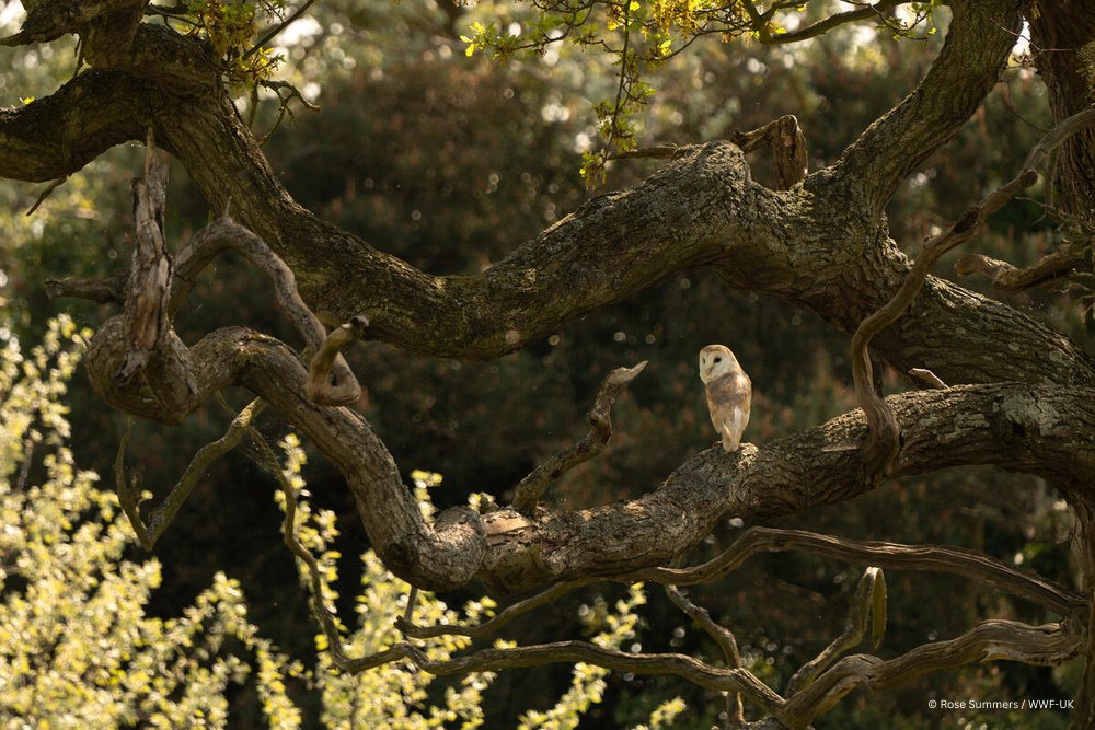 WWF Wild-Livestreamers tweet media