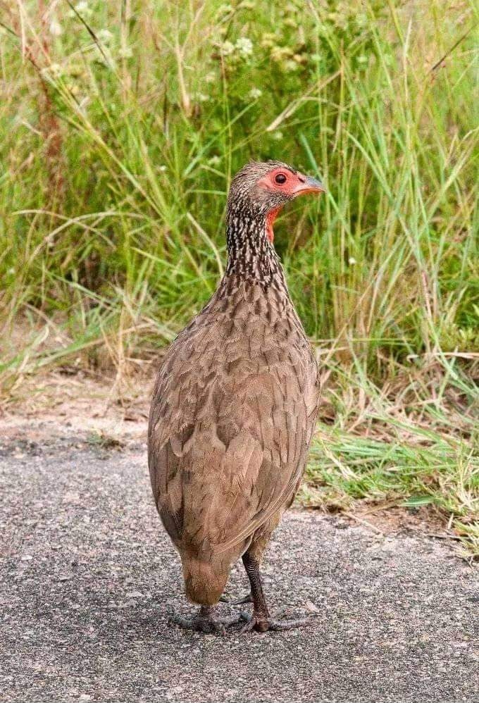 Zoom Afrika tweet media