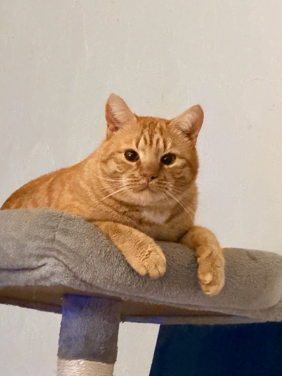 natsuko_vtuber's tweet image. what do you think he is thinking about right now 🥺