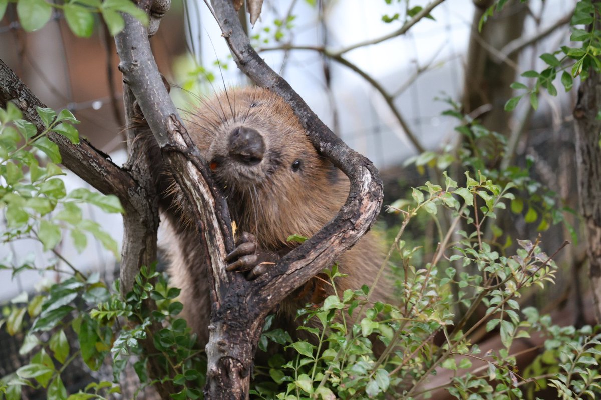 ®️様確認ハスキー　ラブラドール　龍 音卿の精霊龍ラフルル・ラブ 金トレ 1枚 音卿の精霊龍、