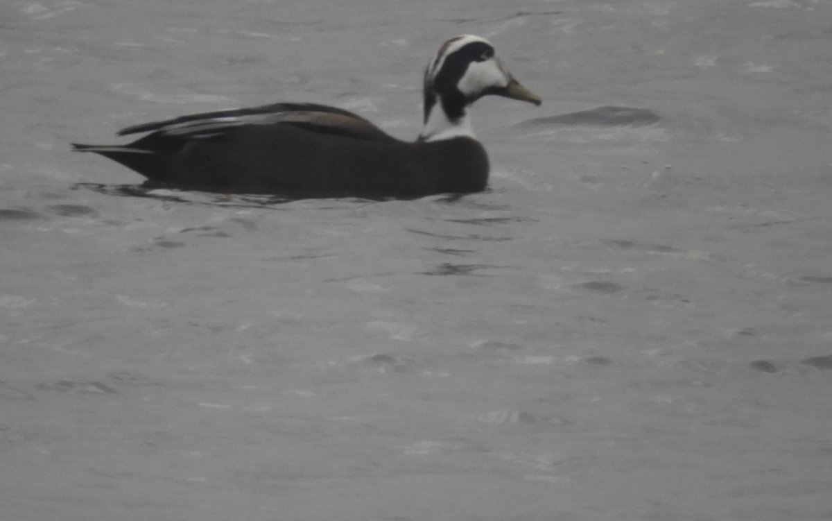 Dr Alison Raby tweet media