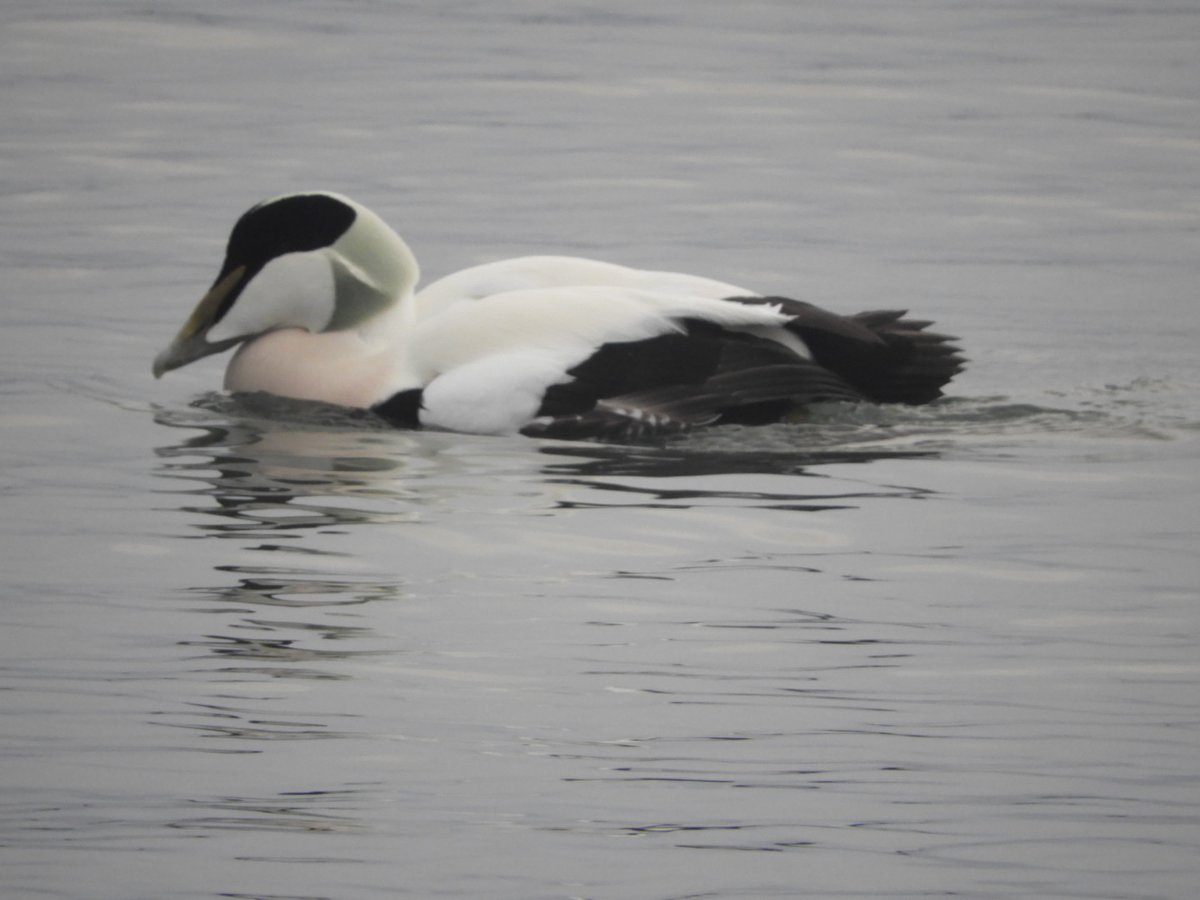 Dr Alison Raby tweet media