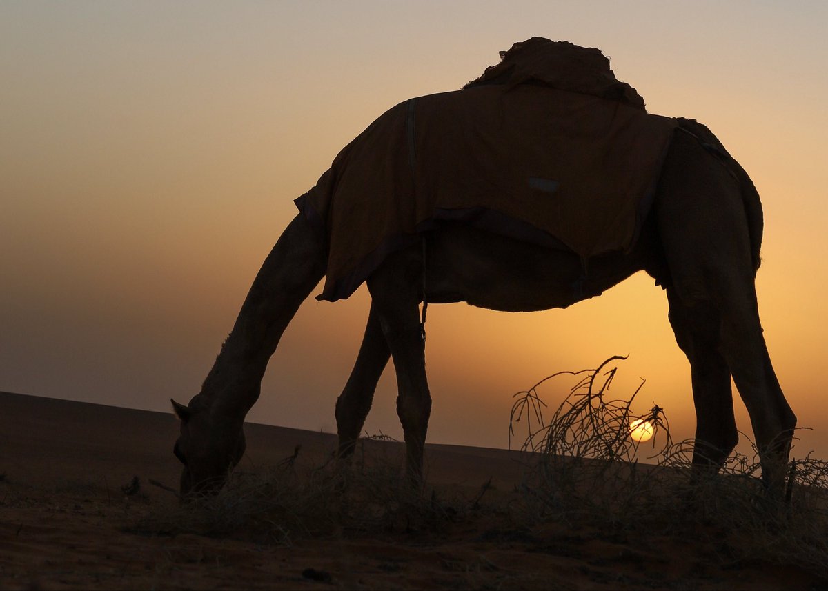 فهد مسلم الجنيدي | مصور 🤳 tweet media
