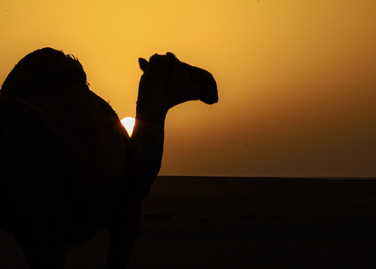 فهد مسلم الجنيدي | مصور 🤳 tweet media