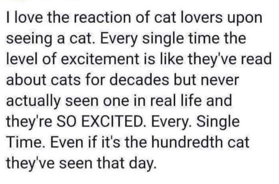 catsnkittys's tweet image. ❤️ 😻 ❤️