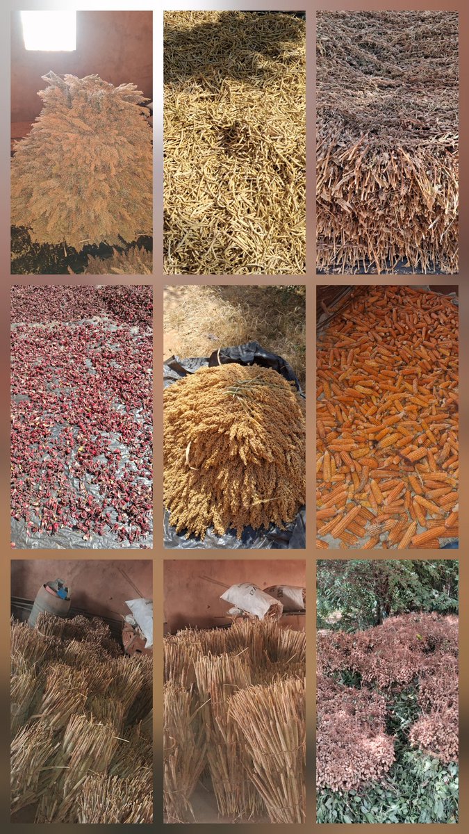 Tomono Farm tweet media