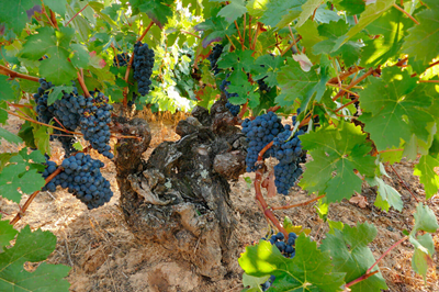 Ribera del Duero culmina una vendimia 2025 excepcional, con una uva de excelente calidad y muy sana a pesar del mildiu
revcyl.com/web/index.php/… #revcyl #castillayleon #CastillayLeón
