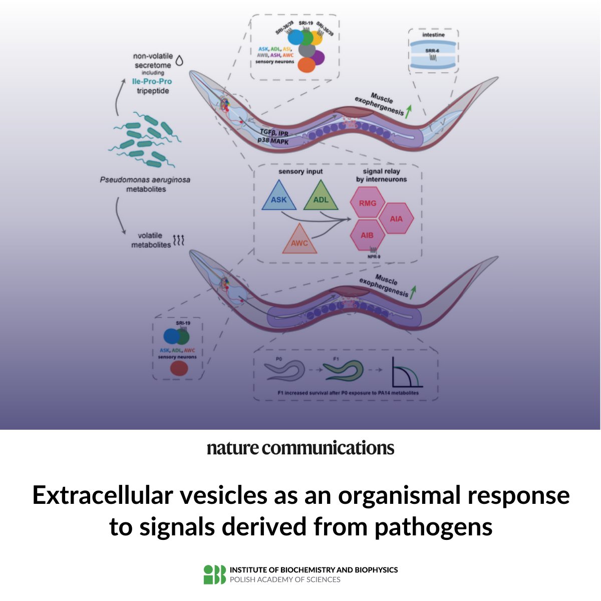 Institute of Biochemistry and Biophysics PAS tweet media