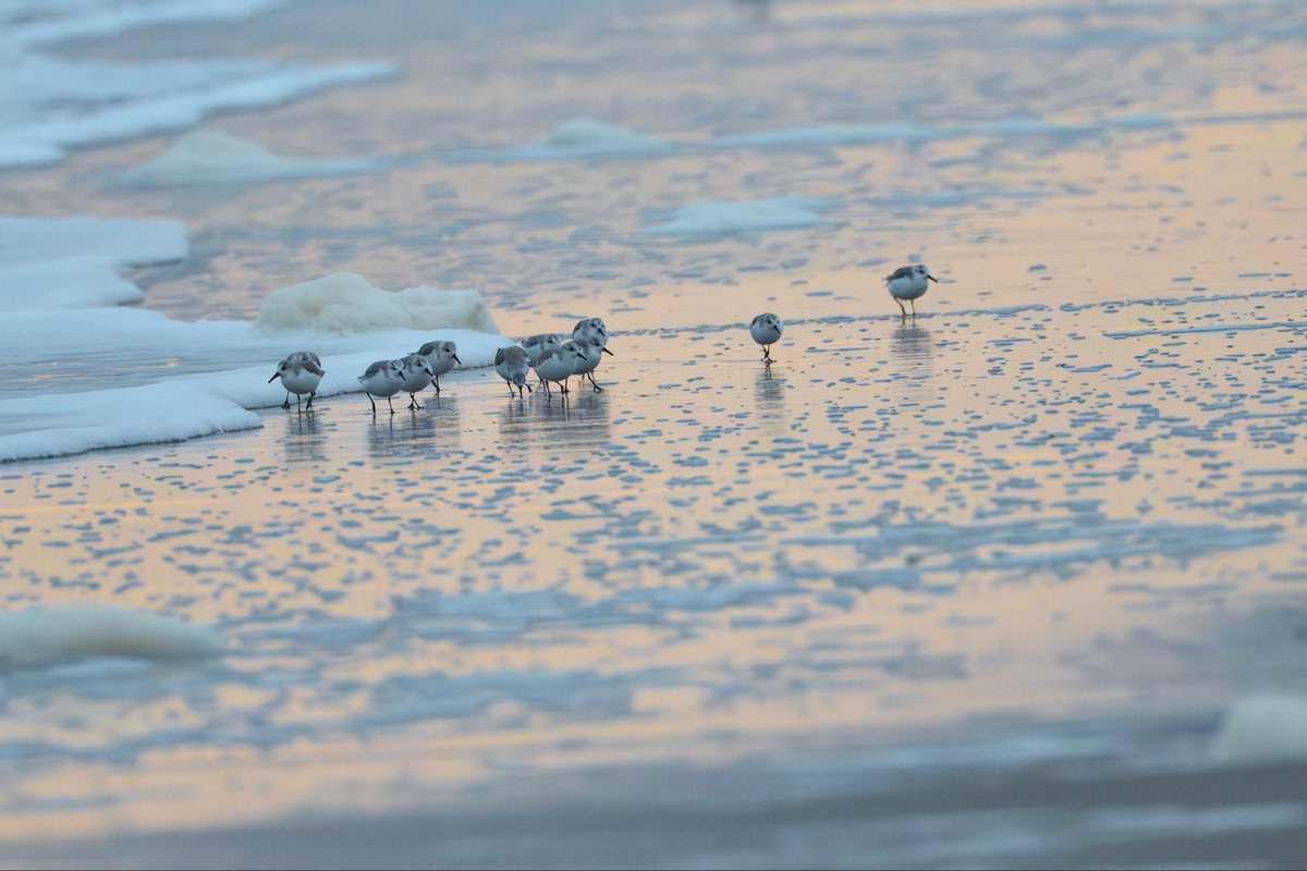 grant9966's tweet photo. Sanderlings stills. Now I know the Pixar short Piper is very true to nature except for the diving part tho, which is the whole point of the animation…

Fort Tilden #birdcpp https://t.co/Nz5fqkbYlJ