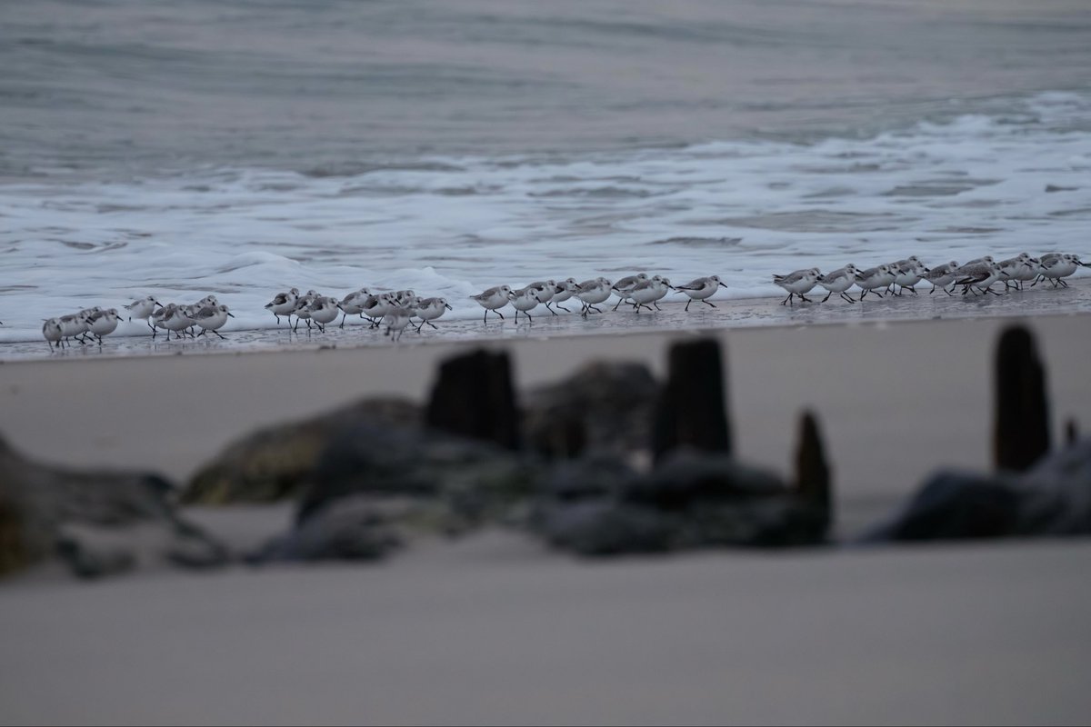grant9966's tweet photo. Sanderlings stills. Now I know the Pixar short Piper is very true to nature except for the diving part tho, which is the whole point of the animation…

Fort Tilden #birdcpp https://t.co/Nz5fqkbYlJ