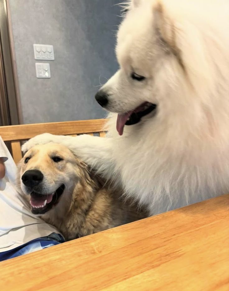 lostinthunwa's tweet image. ม๋าแดงงอนม๋าทิชชุ่ ? 🐾🐾

#PALM_PERSES #SONYA_VIIS