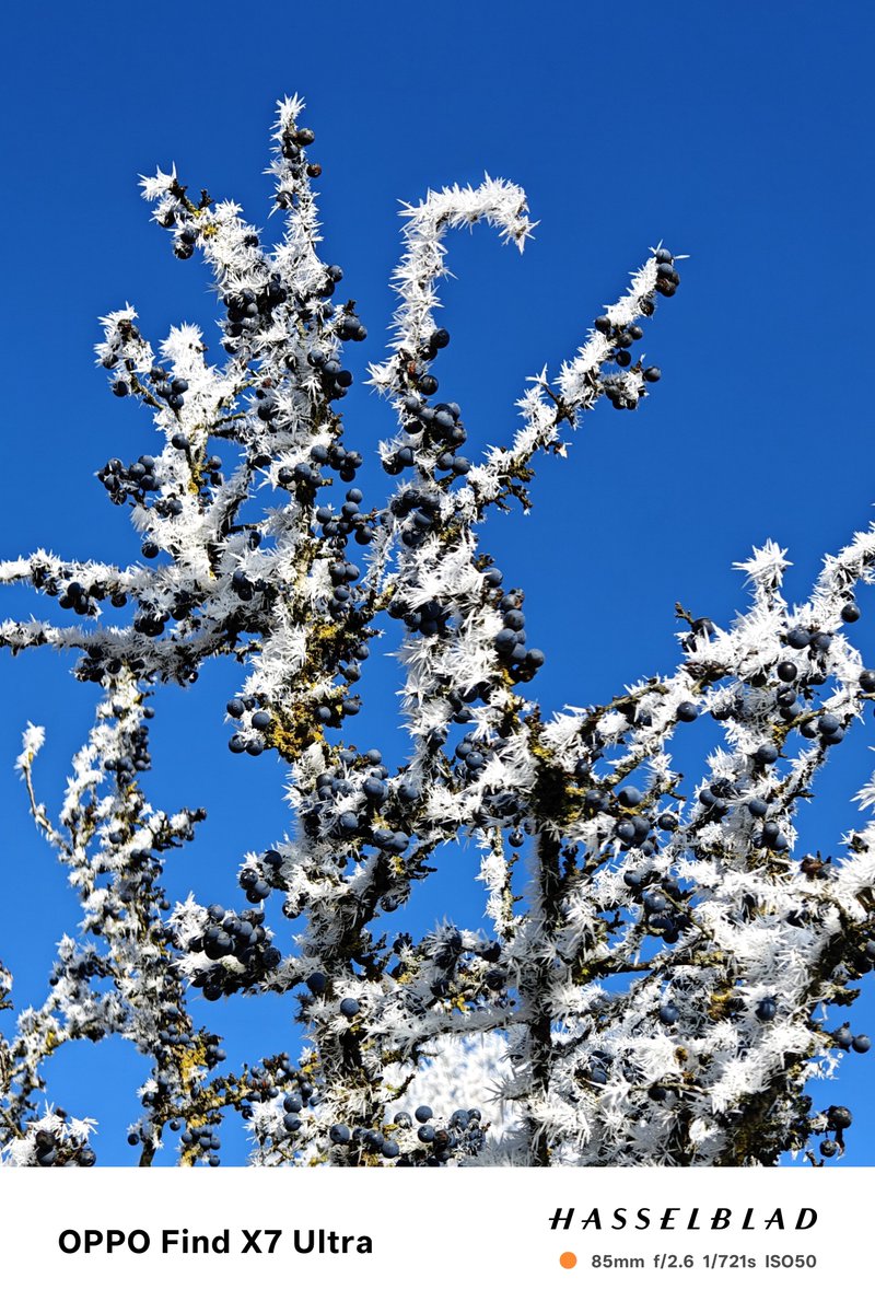 behnke_lars's tweet image. #FX8U, #FX7U and #P40Pro comparison. Sloes, blackthorns covered with frost, formed by fog and wind.