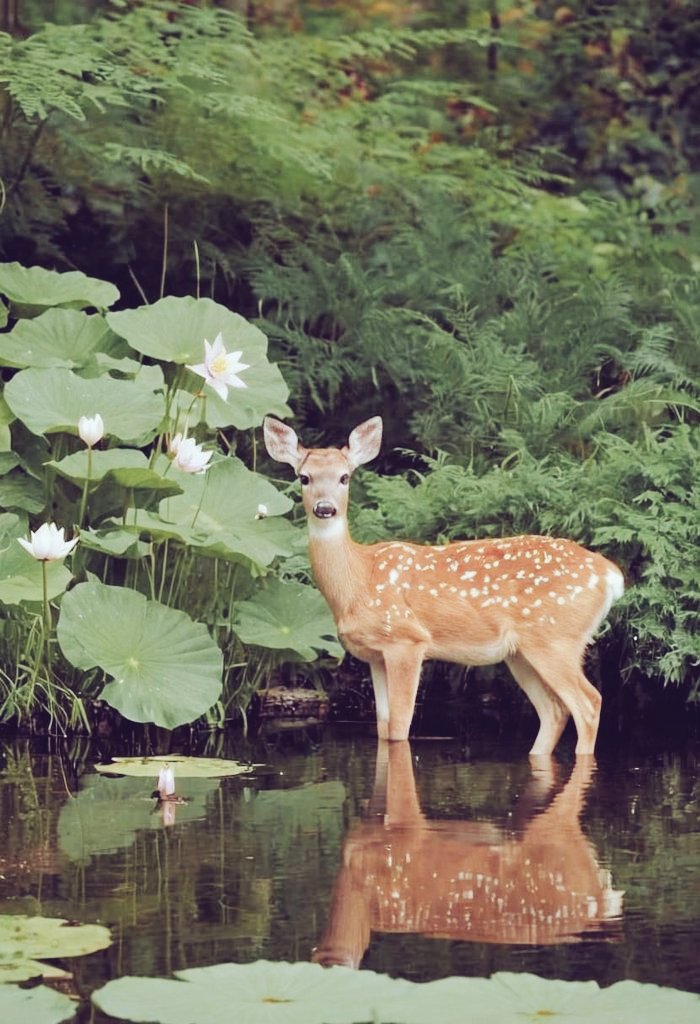 Fleetwound's tweet image. ░░░░░░ 🪾𓄹𝅄𓂃ৎ୭