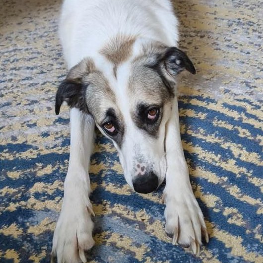 rescuedoggypaws's tweet image. Amelia is in foster in #Dorset and wants to meet you.  She is about 2 years old, a little nervous and unwanted by the family that adopted her.  Amelia needs a home without dogs or children and a firm owner to teach her doggie manners
savingsaintsrescue.co.uk
#Weymouth #Dorchester