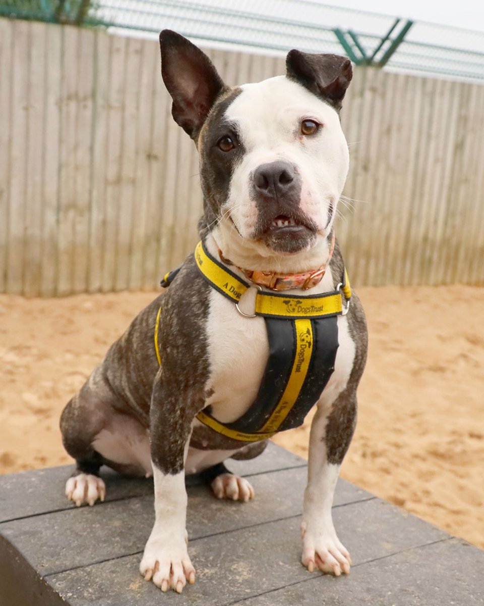 Dogs Trust 💛🐶 tweet media