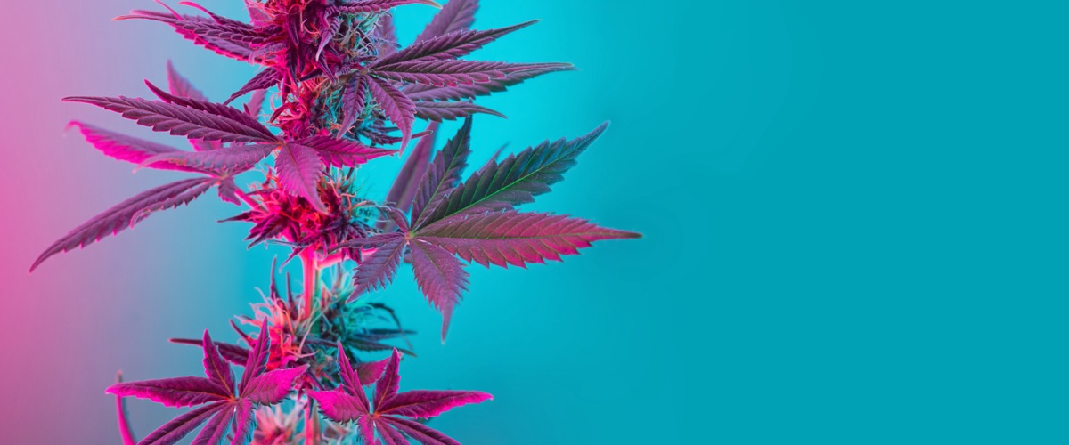 Cannabis Science & Technology tweet media