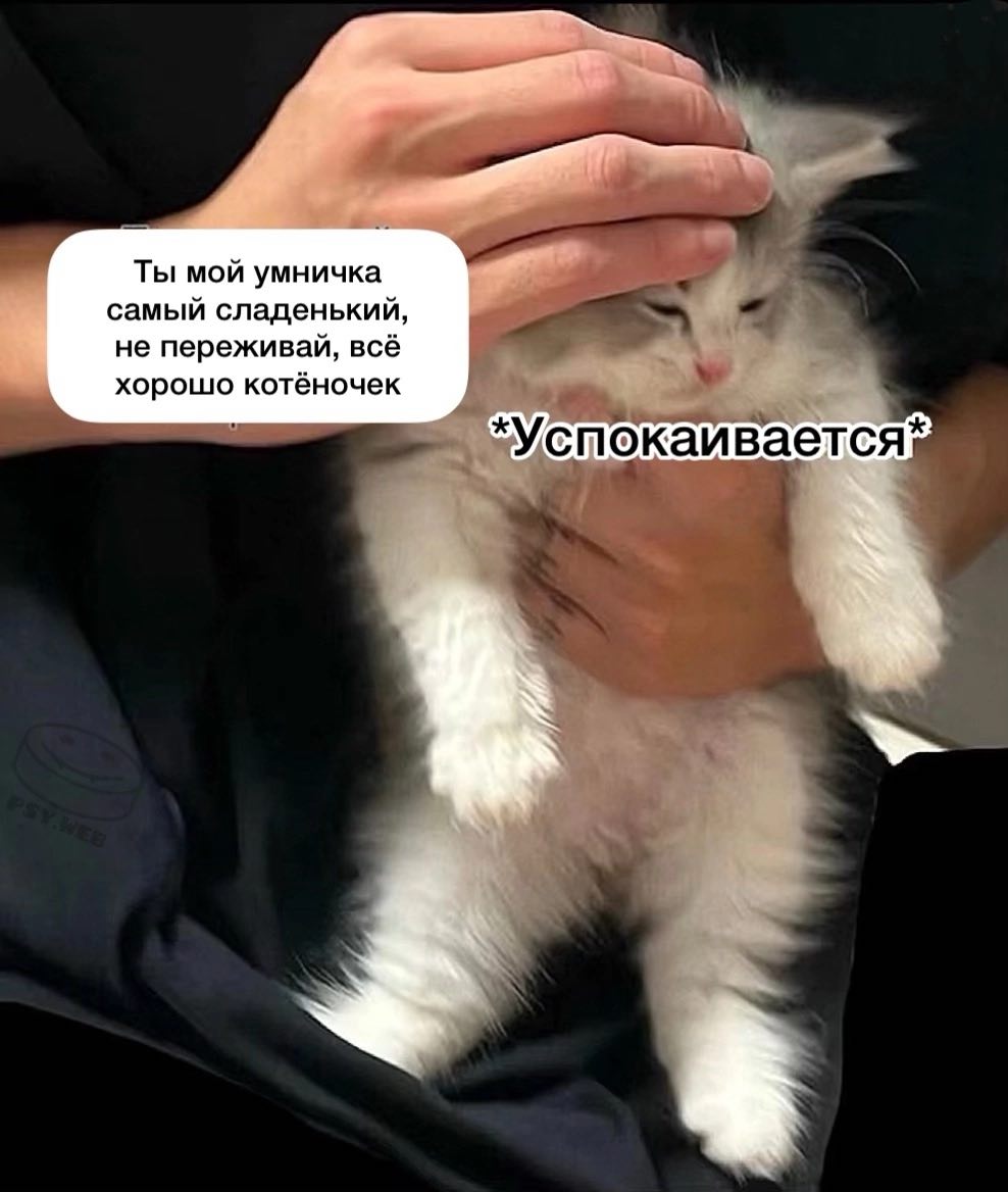 мявушка умрицкая tweet media